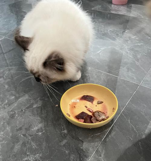 2个月小猫能否吃肉（宠物食谱中的注意事项）