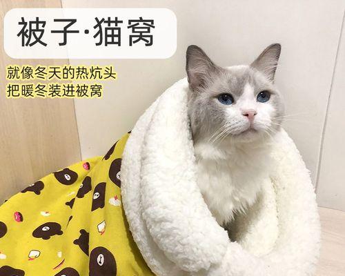 宠物小猫4天不排便怎么办（小猫便秘解决方案）