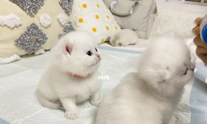 9个月小猫喝牛奶的正确方式（如何保证宠物健康成长）