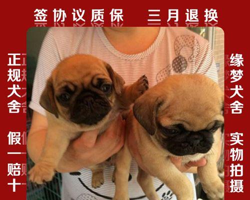 八哥犬的生产期是多少天（探究八哥犬的生育周期及其特点）