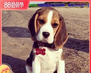 比格犬是何种狗种（探究比格犬的起源）