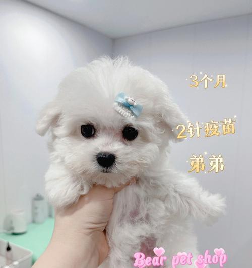 如何让比熊犬的毛长得更快（以宠物为主）