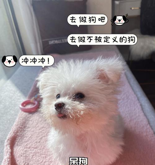 为什么比熊犬会拉软便（探讨比熊犬拉软便的原因及解决方法）