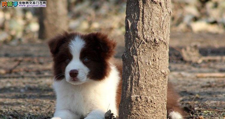 揭秘边境幼犬价格（探究边境幼犬价格的因素与市场行情）