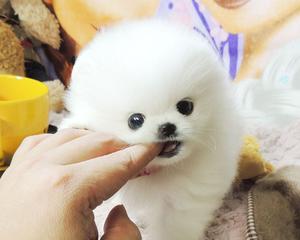 博美犬茶杯犬的饮食指南（为你的宠物提供健康均衡的饮食）