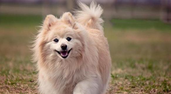 博美犬可以吃哪些水果（探讨博美犬的水果饮食）