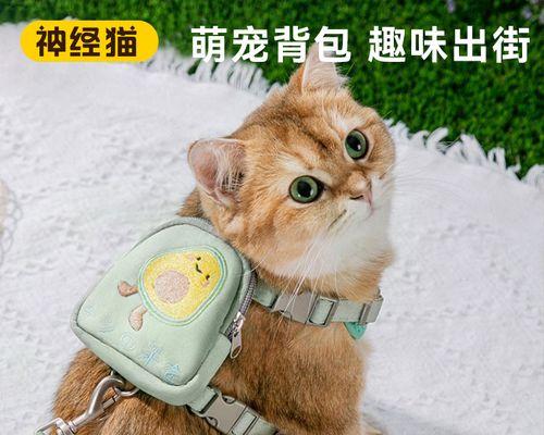 不能碰猫咪的重要性（保护宠物与自己的健康）