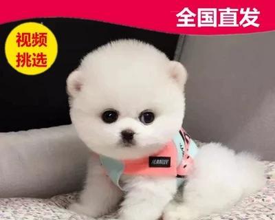 茶杯犬的最适体重（小犬也需健康管理）