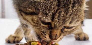 差猫最爱吃的猫粮推荐（了解差猫口味）