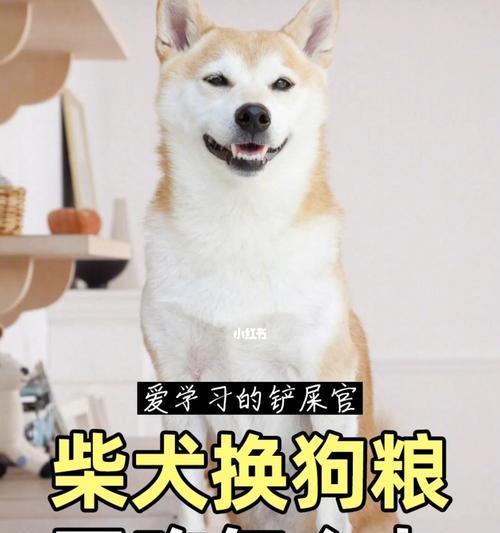 如何科学喂养你的柴犬（每天几点喂狗粮最好）