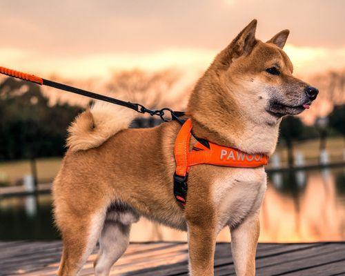 揭秘为什么柴犬是中型犬的原因（从宠物市场）