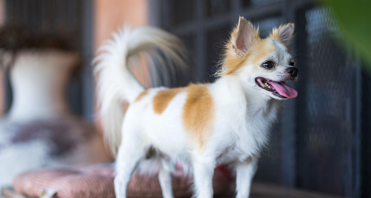 长毛吉娃娃犬价格分析（以宠物为主）