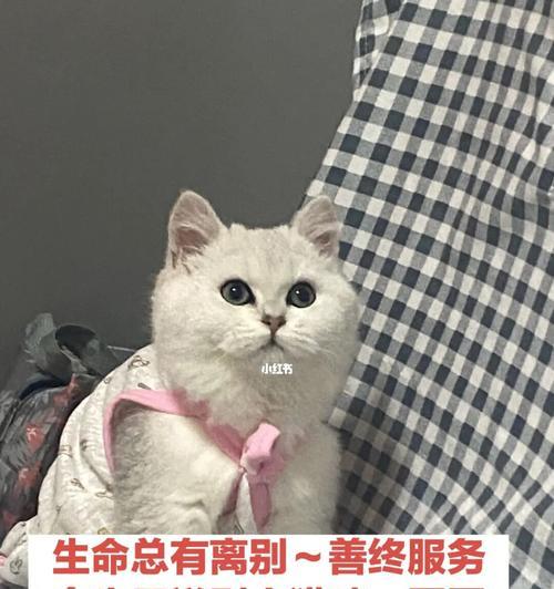 在成都哪里买小猫（挑选健康可爱的小猫）