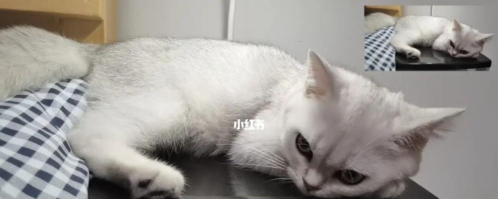 宠物猫为何爱睡觉（探究猫咪睡觉的原因与习惯）