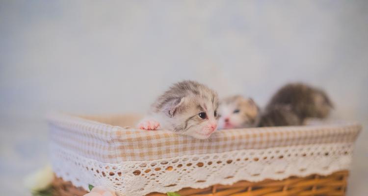 初生小猫的饮食需求详解（喂多少奶合适）