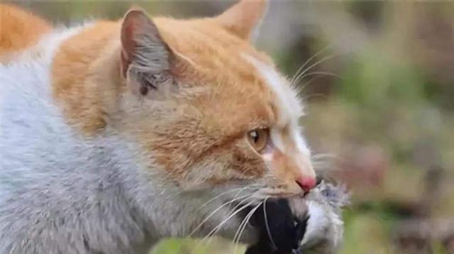 小猫的狂犬病，宠物主人必须知道的关键点（宠物狂犬病传播原理）