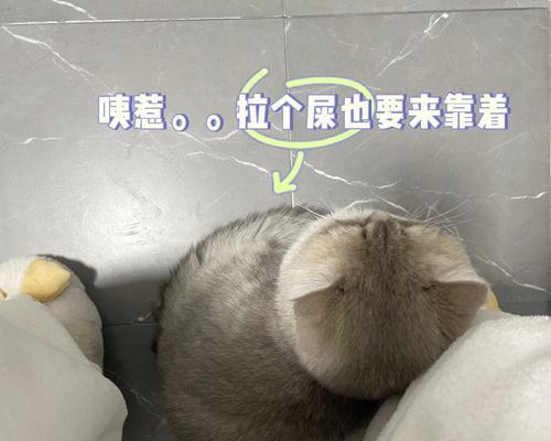 如何训练宠物猫站着拉屎（建立正确的排便习惯）