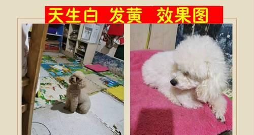 如何给宠物猫着药（小技巧帮你轻松解决）