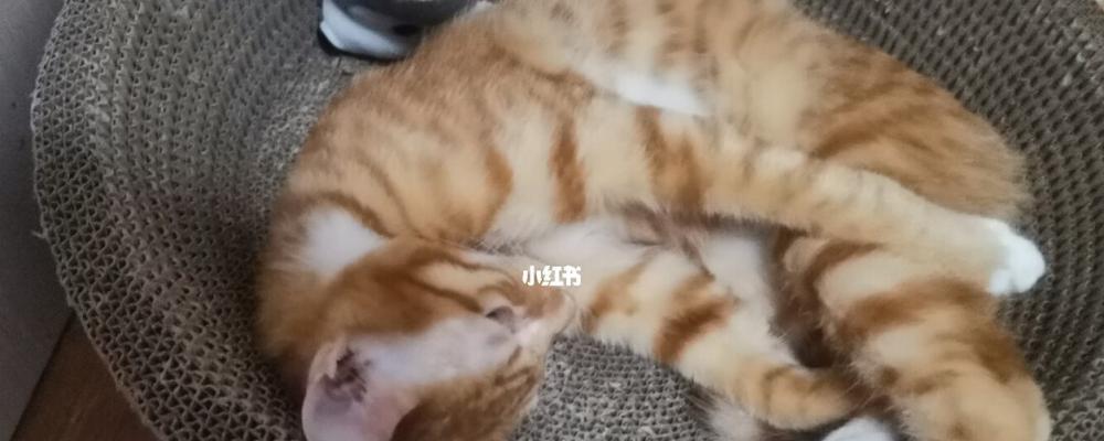 解决一月大小猫进食问题，让宠物健康快乐（解决一月大小猫进食问题）