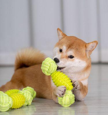 如何避免幼犬和比熊咬人（培养良好的宠物行为）