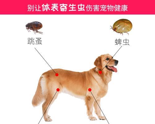 宠物猫咪内外驱虫全攻略（教你如何给猫咪科学驱虫）