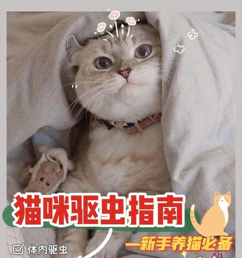 如何给你的宠物猫咪做体外驱虫