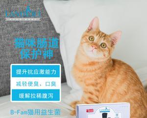 给宠物猫咪补充益生菌的正确方法（让你的猫咪健康成长）