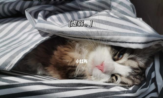 小猫感冒药喂养指南（宠物健康）