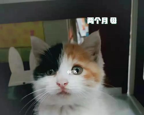 如何为领养猫咪做好准备（提前准备是关键）