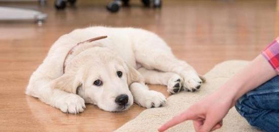 宠物狗狗咬东西预防指南（15个实用技巧让你的爱犬不再乱咬）