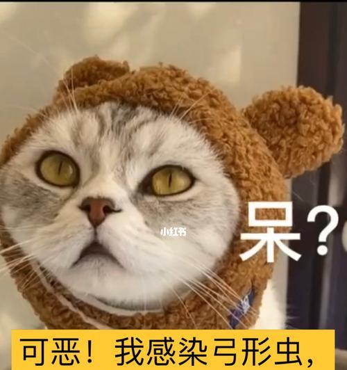 如何有效治疗猫咪弓形虫感染（以宠物为主的弓形虫治疗方法和注意事项）