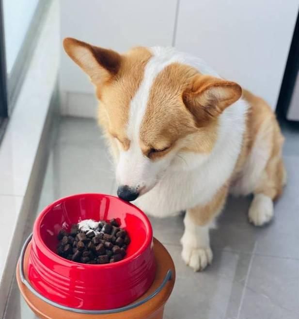 宠物狗狗如何安全健康地食用煮熟的肉（掌握狗狗的饮食要求）