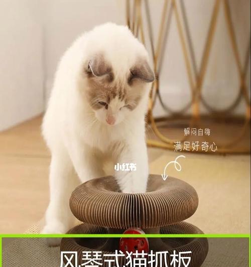 如何教猫咪正确使用猫抓板（以宠物为主）