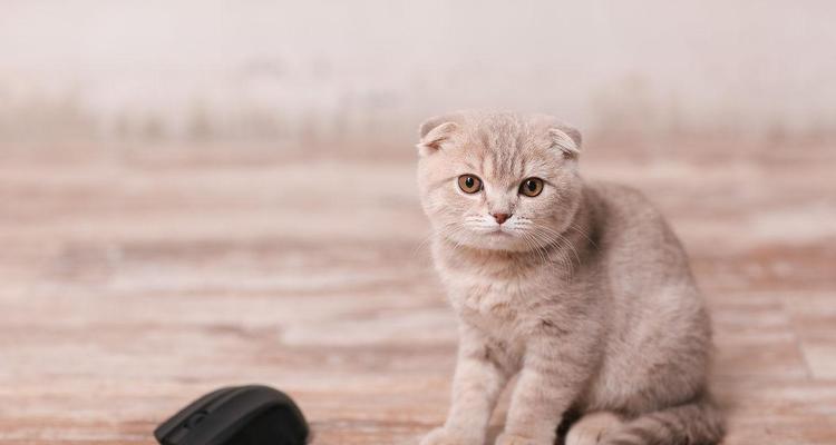 折耳小猫的抓握技能探究（一只调皮可爱的宠物如何学会抓握）