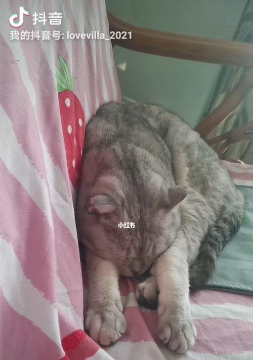 猫咪一天需要睡多久（探究猫咪睡眠的奥秘与健康）