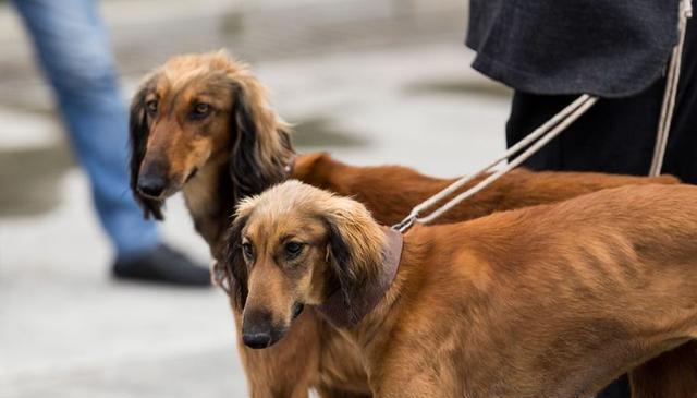 了解哮天犬——古老而神秘的犬种（起源）