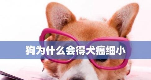 小狗得了犬瘟热怎么办（宠物爱护的方法与应对策略）