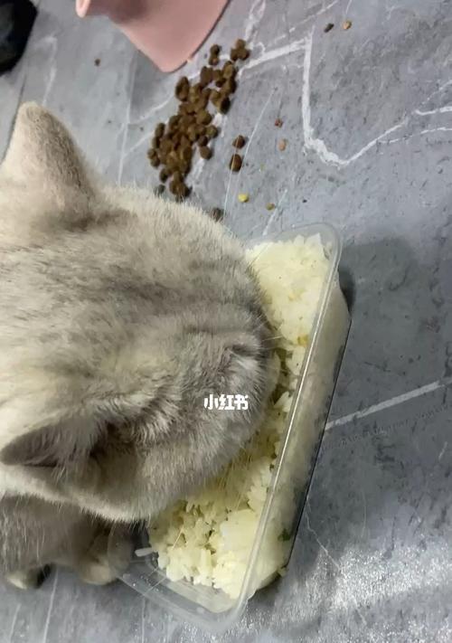 宠物猫是否能消化鸡肉（小猫的肠胃消化系统）