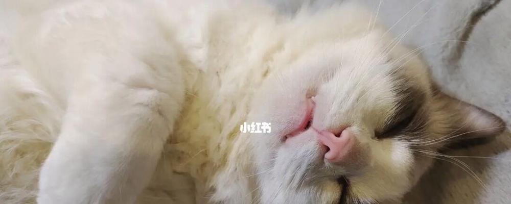 宠物小猫大便堵肛门，救救它（如何避免小猫便秘）