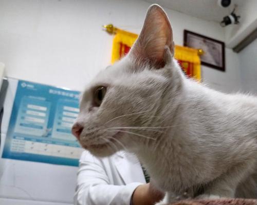 如何让新宠物小猫在到家几天后安全洗澡（小猫护理必备）