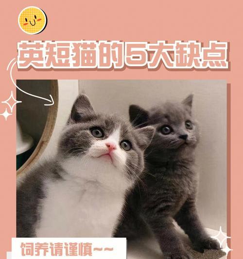 揭秘宠物猫的弱点（小猫的“痛点”全曝光）