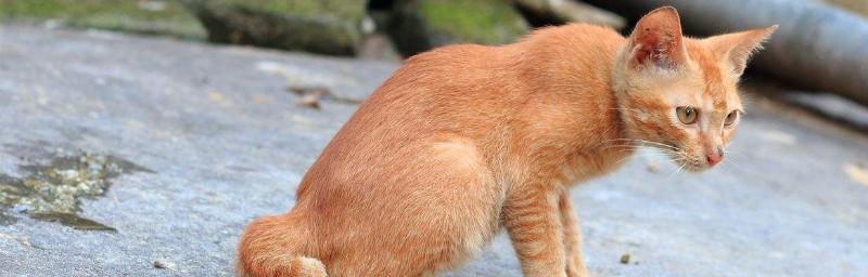 宠物小猫的肚子里有虫子，该如何正确喂食（养猫必知）