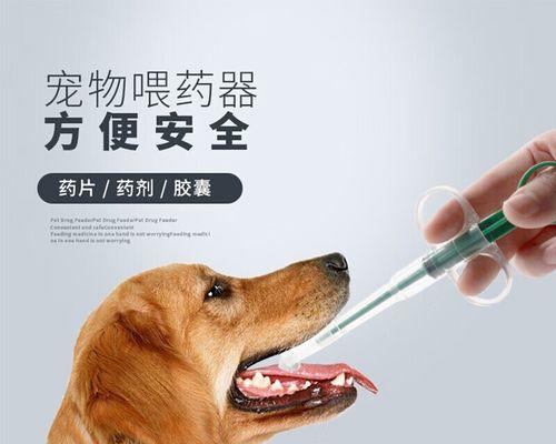 小猫过敏，如何缓解症状（探究宠物过敏引发的症状及对策）