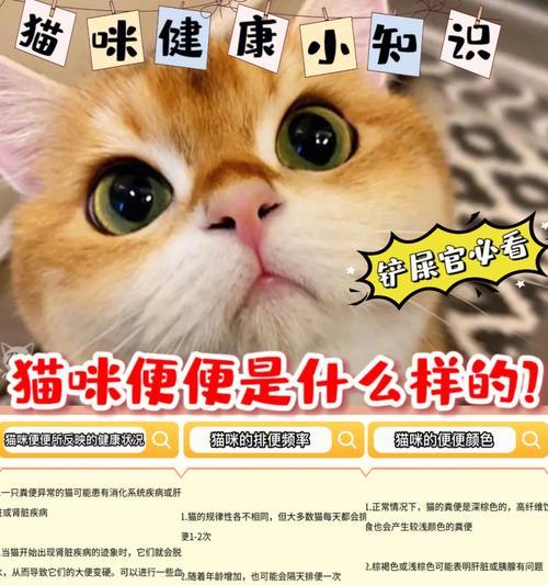 小猫拉屎的正常情况剖析（以宠物为主）