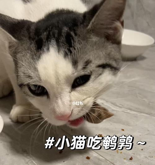 怎么处理小猫乱吃了东西的问题（宠物主人必知的应对方法）