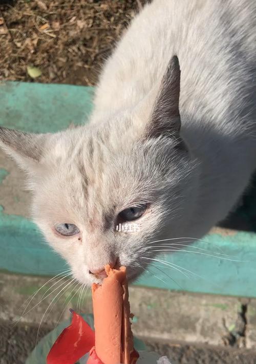 小猫能否吃火腿肠（探究火腿肠对宠物健康的影响）