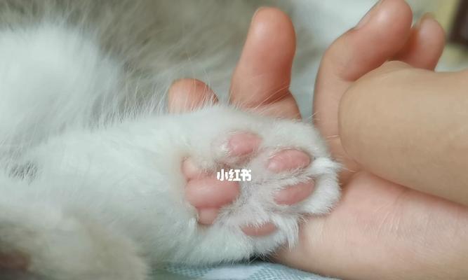 小猫肉垫可以变回粉吗（以小猫肉垫为例）