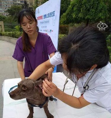 小猫身上的脂肪破漏问题