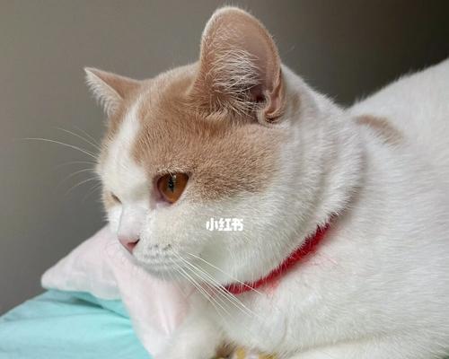 小猫身体发烫耳朵冰凉，这是为什么（探究小猫身体发烫和耳朵冰凉的原因及对健康的影响）