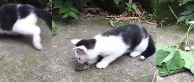 以小猫为宠物的老鼠捕猎经验（探究小猫捕鼠技巧与训练方法）